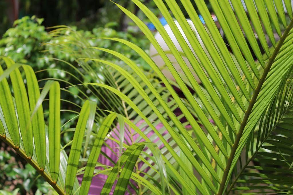 Bed and Breakfast Sugar Plum Macedo Palms Бага Екстер'єр фото